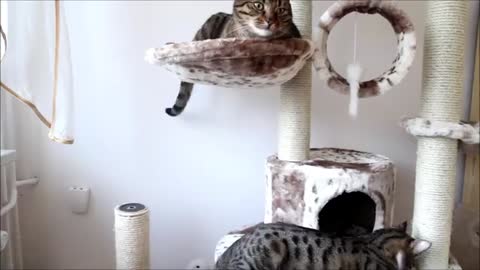 Cats Are Testing New Cat Tree