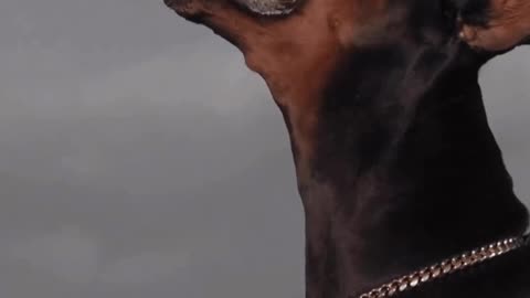 Angry Doberman more dangerous than other dogs 🐕