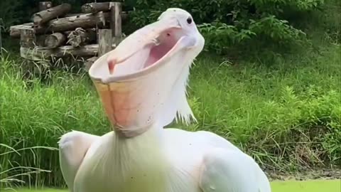 Great white pelican birds