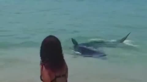 shark on the beach of Ubatuba