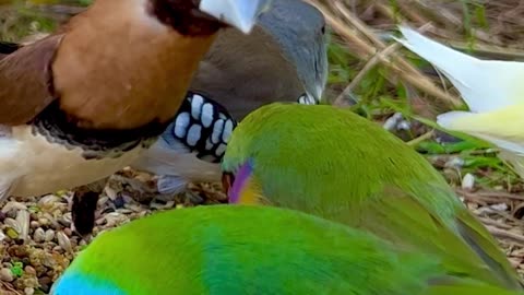 Gouldian Finches