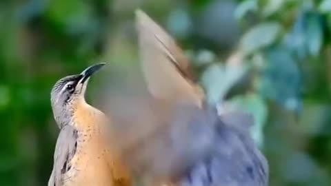 Beautiful Birds Dance Video 🐦🐦🐦