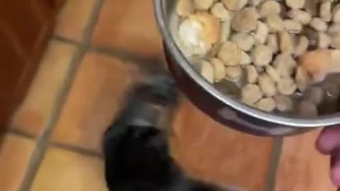 THIS CUTE DOG IS HILARIOUSLY EXCITED FOR HIS FOOD TIME