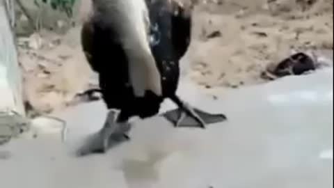 Hungry bird eats fish