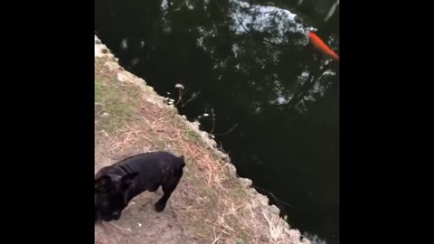 French bulldog Vs Huge Gold Fish