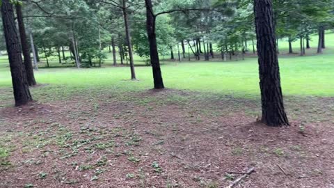 Mossy Bluff Disc Golf- Heber Springs, AR