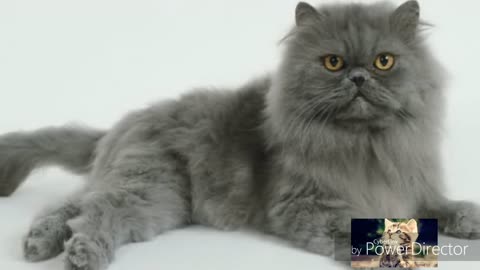 Real Persian Cat Sounds Calling Kitten