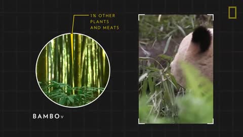 Giant Pandas 101 | Nat Geo Wild