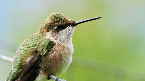 pet animals humming bird