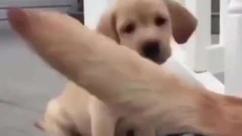 Puppy play bites with dogs tail