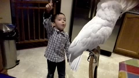 Umbrella Cockatoo Dancing to the Beat