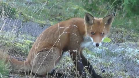 Red Fox 🦊Things you need to know about RED FOXES!🦊