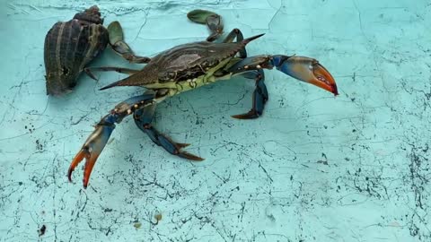 Big Blue Crab