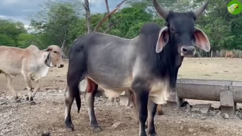 RELAXING COW VIDEO 🐄 COWS GRAZING ON THE FIELD (with nature sounds & music)