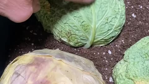 How to make cabbage seeds