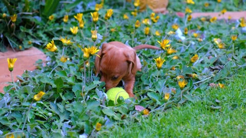 A Person With A Cute Brown Puppy Playing With A Tennis Ball On A Flower Bed In The Gardens