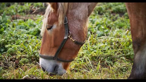 Beautiful red-haired brown horse eats grass