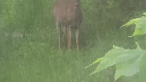 Deer 5-15-23