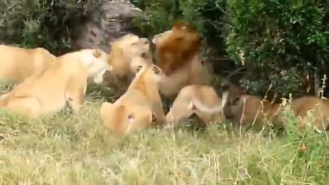 Lion vs tiger fight lion video #lionfight