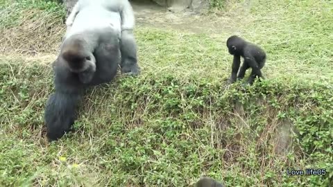 Gorilla baby brother wrestling