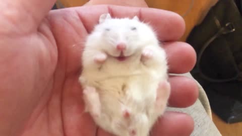 Cute Hamster Trying To Sleep inn Owner's Hand