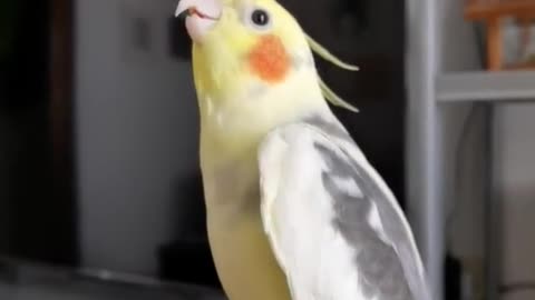 cockatiel singing