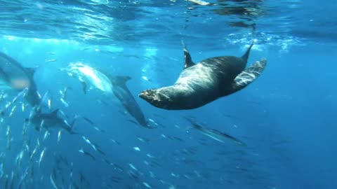 Seal fish enjoy in the sea