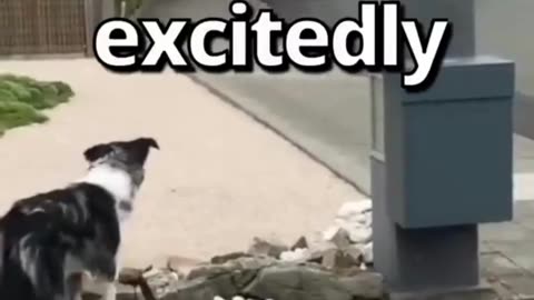 Dog waits for his cone! 🐕🍦