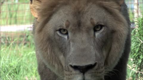 A lion jumps on the cameraman