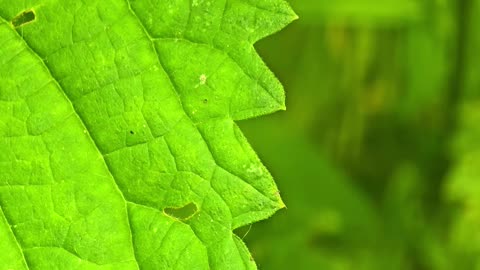 A beautiful spider on a leaf in the meadow.