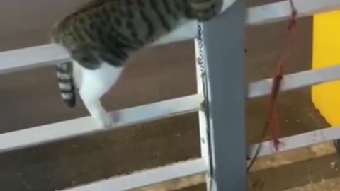 Cute cat trening video