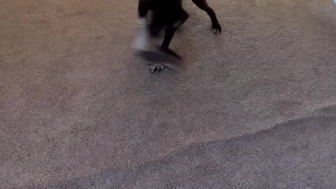 Ranger the Dog Takes Shoe into Tornado Mode