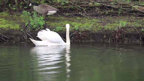 A swan expels a goose from the lake