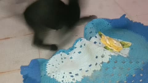 Cute cat playing