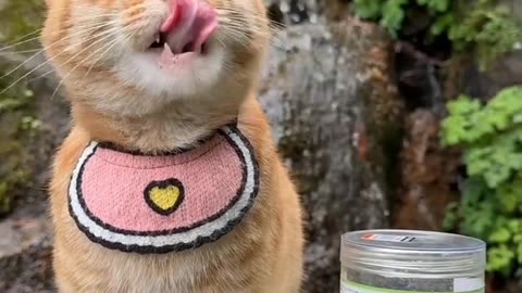 Cat lover cute cat 😺 viral