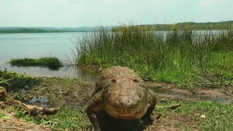 Sneaky croc camera captures incredible footage | Spy in the Wild