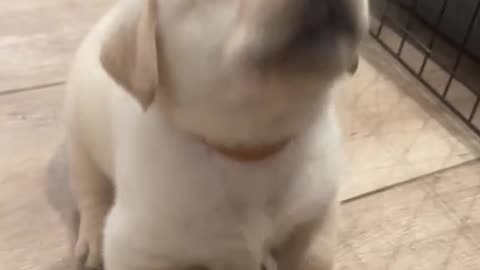 Cute dogi baby playing