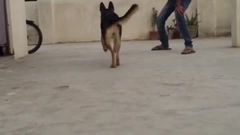 German shepherd training video