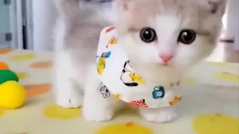 Cute cat,meow meow