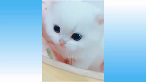 😻 How Awesome Funny Pet Animals Videos 😇 Cats