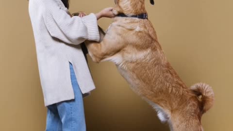 Dog birthday celebration