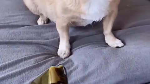 Funny dog moment trimmer