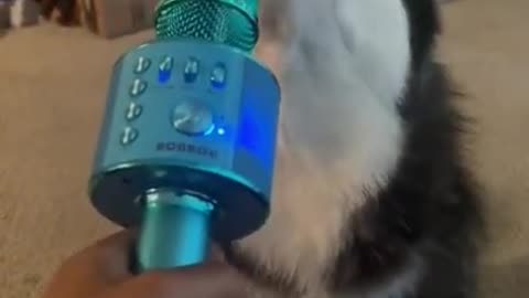 Dog Singing 😂 video