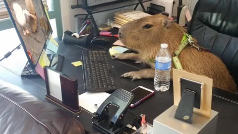 capybara watching a pelican eat a capybara