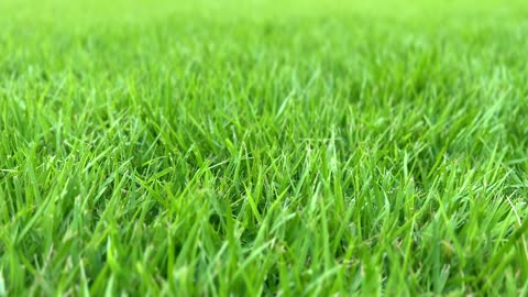 On a summer day, a large field with green grass