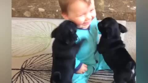 Dogs & Baby