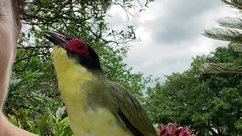 Figgy the wild Fig Bird