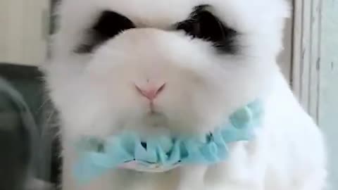 Bunny eating