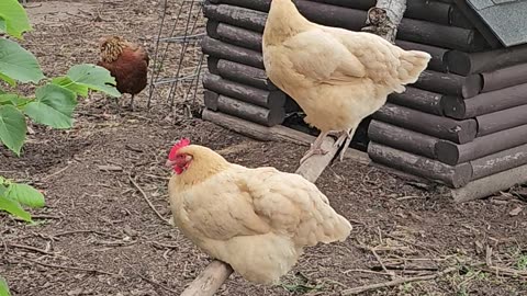 OMC! Chickens jumping up to their perch and also jumping down!