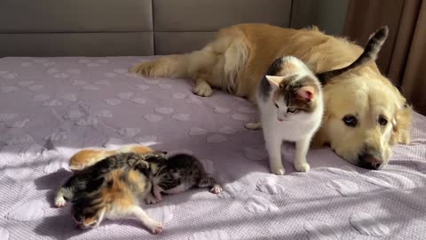 Mom Cat Shows Baby Kittens that Golden Retriever is Safe for Them